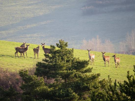Zelené ich láka...