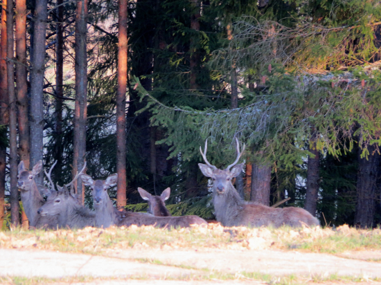 Mládenci ešte s parohami...