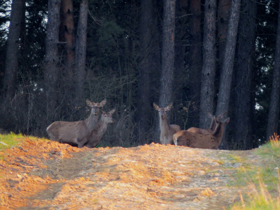 Vysoká pod lesom...