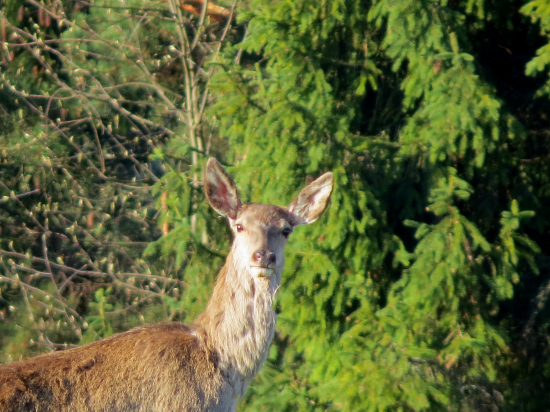 Nevošla do záberu...