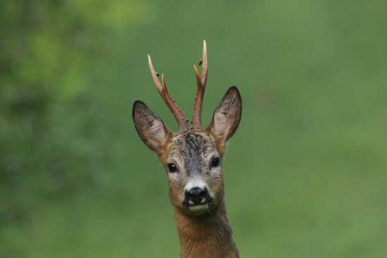 Prišiel si ma obzrieť...
