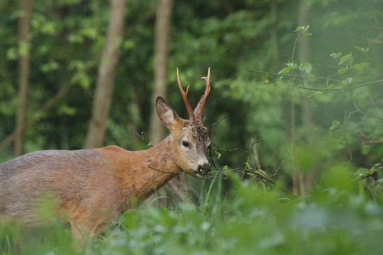 Značkoval teritórium...