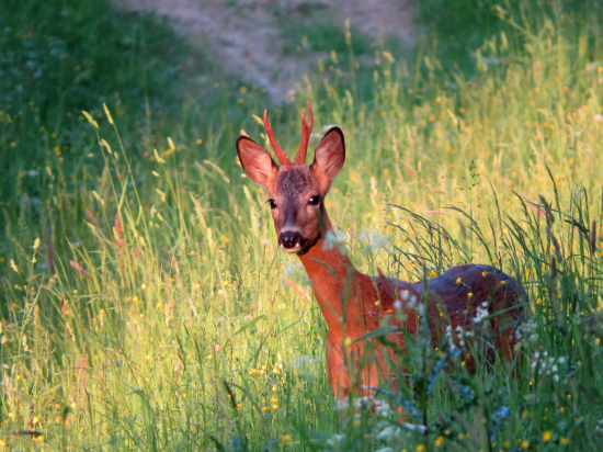 V posledných slnečných lúčoch...
