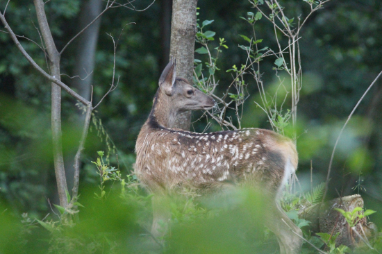Rastú ako z vody...
