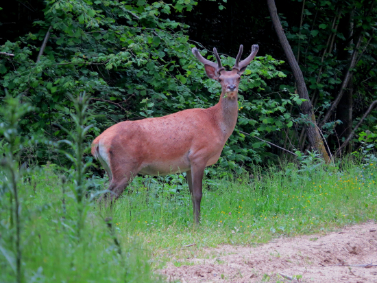 Prekvapenie pri ceste...