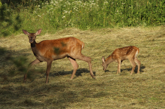 Na pokosenej lúke...