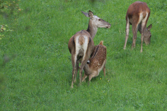 Mlieko stále chutí...