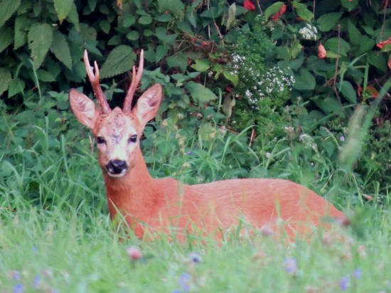 Večerný odpočinok...