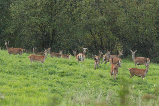 Zatiaľ bez vedúceho...