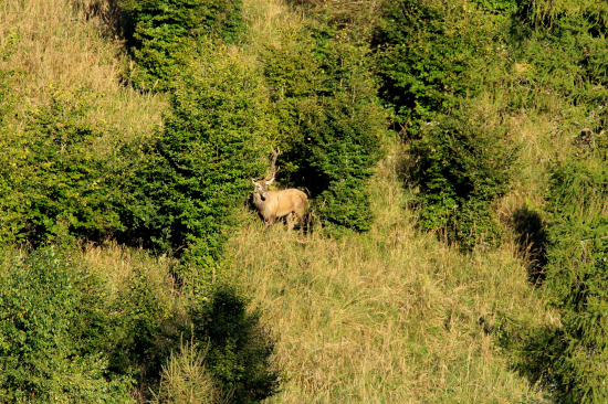Na večernom slnku...