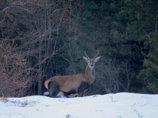 Ranné stretnutie...