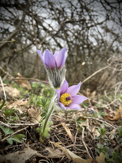 Poniklec slovenský…