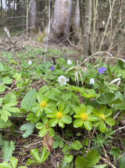 Hviezdnatec čemericový+ Veternica hájna