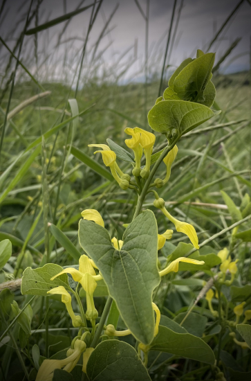 Vlkovec obyčajný…