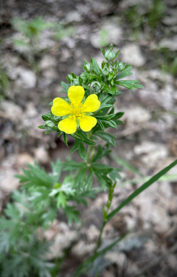 Nátržník strieborný…