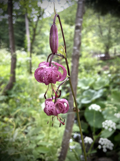 Ľalia zlatohlavá…