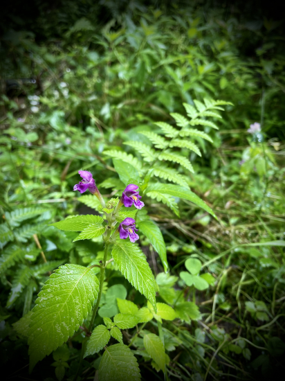 Konopnica páperistá…
