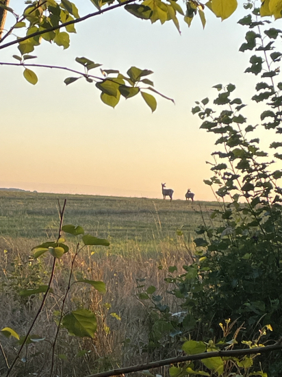 Jelenica , jelienča…