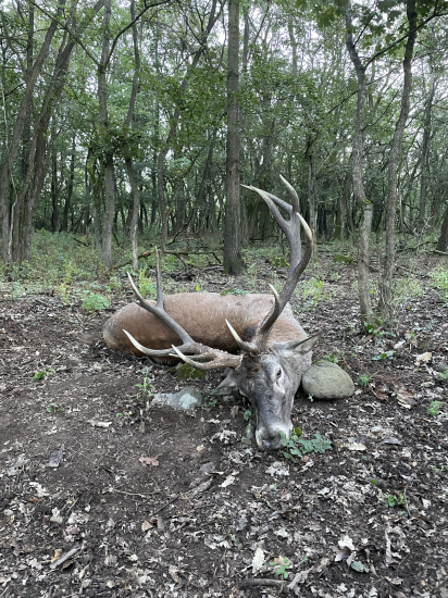 Jeleň - moj doprovod…