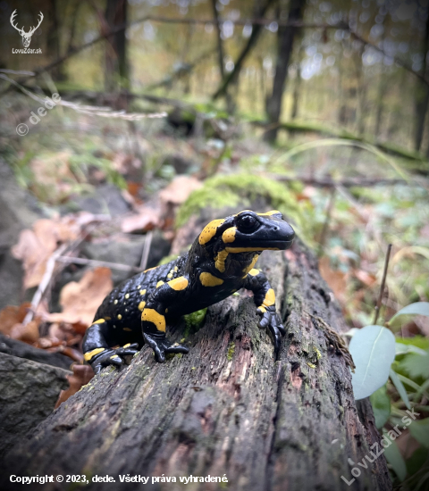 Salamandra škvrnitá…