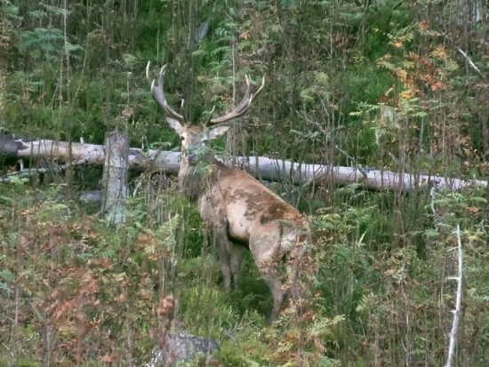 Fľakatý v jarabinke