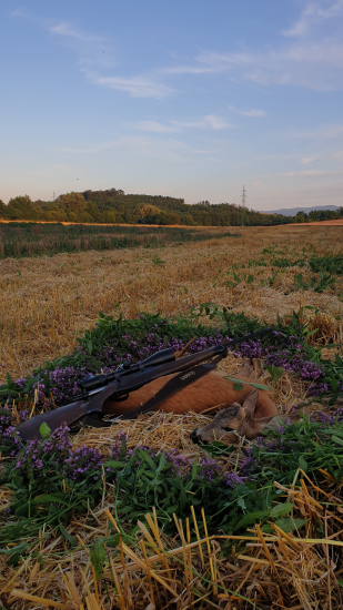 Srnček od lipového potoka