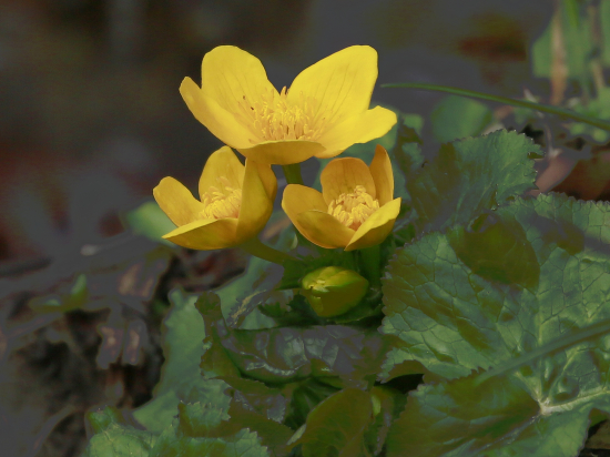 Záružlie močiarné