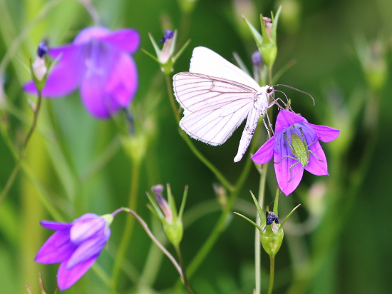Zvončeky so zákazníkmi