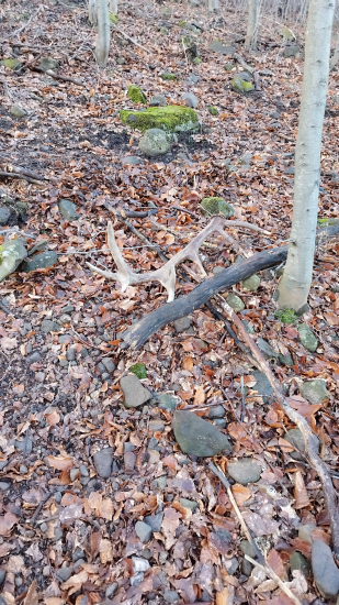 Konečne