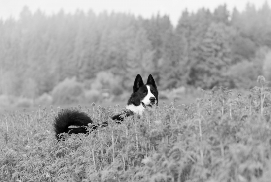 Black and white