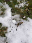 salamandra na snehu