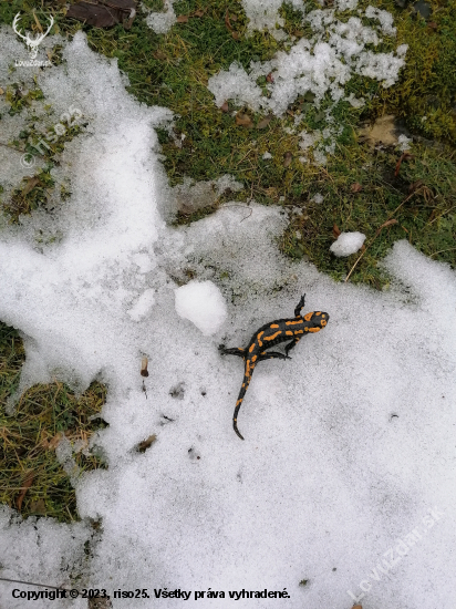 salamandra na snehu