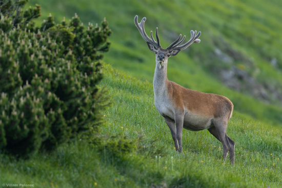 Vysokohorský junák