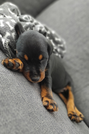 Fajko