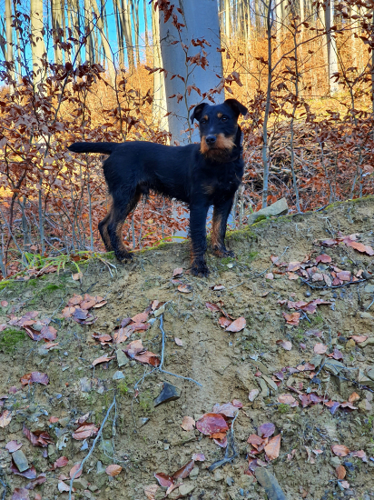 Fajko