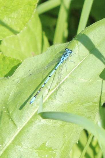 Śidélko páskované