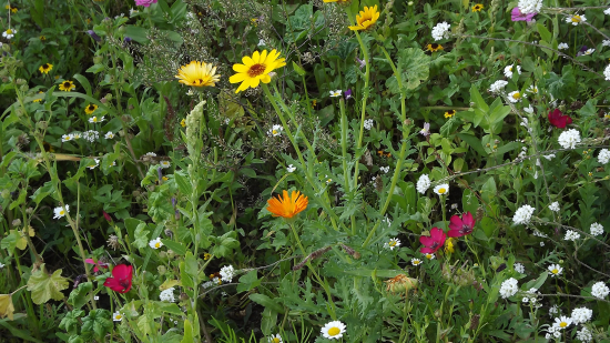 Barevná rozmanitost květů