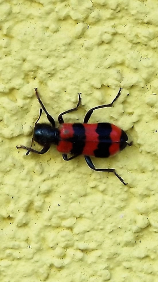 Pestrokrovečník včelový