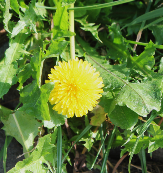 Smetánka lékařská