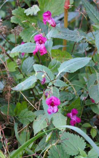 Netykavka žláznatá