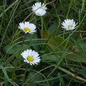 Sedmikrásky