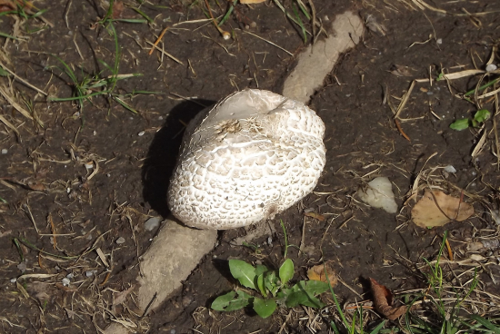 Houževnatec šupinatý