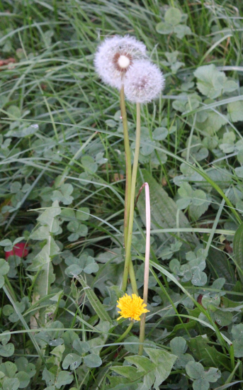 Pampeliška-Smetánka lékařská