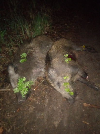 Keď je Diana naklonená .