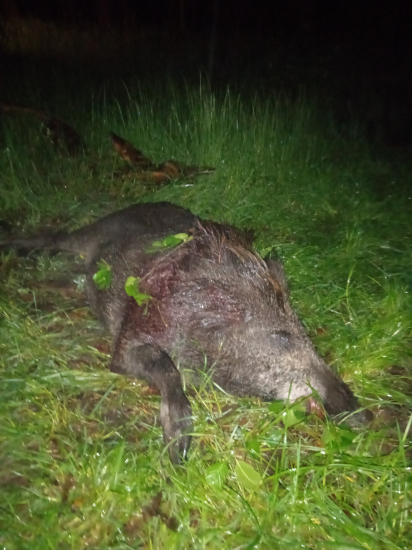 Dnes zase takto. Lanstiačka.