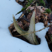 ...dobre ukrytý v snehu