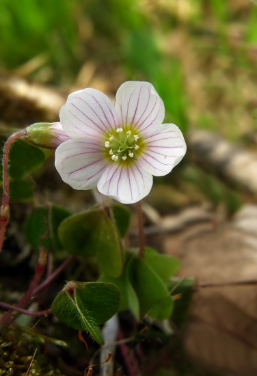 kyslička obyčajná /Oxalis acetosella L /