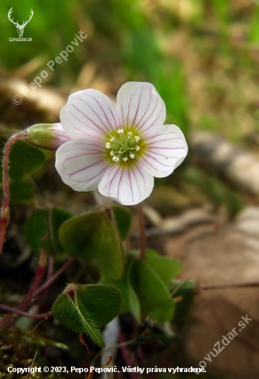 kyslička obyčajná /Oxalis acetosella L /