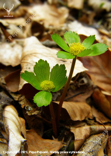 hviezdnatec čemericový / Hacquetia epipactis /