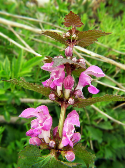 Hluchavka škvrnitá /Lamium maculatum/